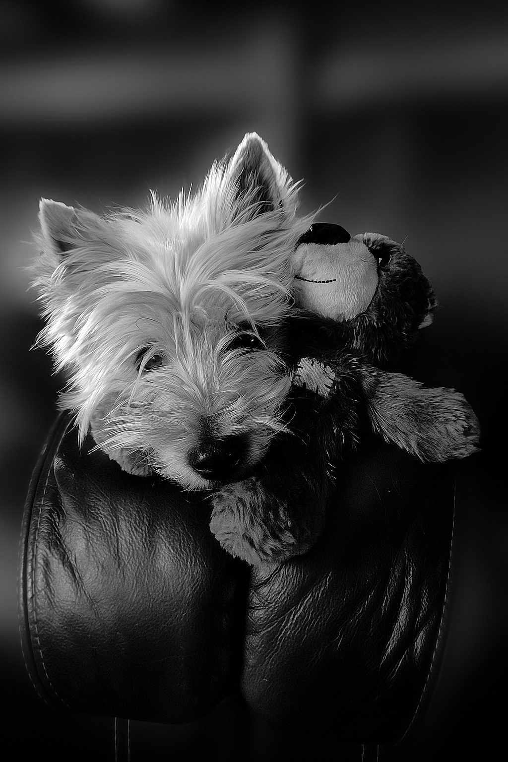 Pixel participe au concours pour gagner de l'argent avec cette photo : dog, stuffed_toy, leather_chair, black_and_white, close_up, pet, fur, snuggling, cozy, cute, indoor, portrait, soft_light, toy, animal, furry, companion, resting, head, playful