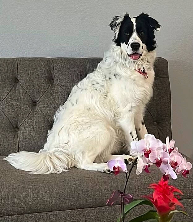 Missy Ann is registered to the contest to win money with this photo: blossom, canidae, carnivore, collar, companion_dog, dog, dog_breed, dog_collar, door, flower, flowering_plant, formal_wear, fur, gun_dog, petal, plant, sporting_group, tail, working_animal, working_dog