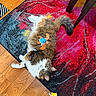 Nala joined the competition — help win amazing prizes! cat, fluffy, plush_toy, colorful_rug, wooden_floor, indoor, pet, animal, curious_eyes, table_legs, toy, playful, relaxed, fur, looking_up, star_toy, home, cozy, floor, pet_accessory