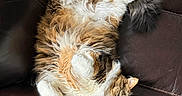 Nala is registered to the contest to win money with this photo: cat, fluffy, relaxed, lying_down, brown_leather_couch, pet, indoor, feline, white_paws, tabby, long_hair, resting, cozy, cute, animal, sleepy, fur, comfort, domestic_cat, couch