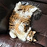 animal, brown_leather_couch, cat, comfort, couch, cozy, cute, domestic_cat, feline, fluffy, fur, indoor, long_hair, lying_down, pet, relaxed, resting, sleepy, tabby, white_paws