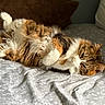 animal, bed, cat, cozy, cute, feline, fluffy, fur, indoor, light, paw, pet, playful, relaxed, resting, sleepy, soft, striped, tabby, whiskers