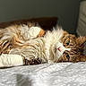 Nala joined the competition — help win amazing prizes! cat, fluffy, relaxed, bed, indoor, pet, feline, lying_down, close_up, fur, whiskers, green_eyes, soft_light, cozy, resting, domestic_animal, cute, animal_portrait, tabby, white_paws