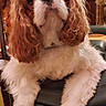 Vanina a rejoint le concours — aidez-le/la à gagner de superbes lots ! dog, cavalier_king_charles_spaniel, puppy, pet, fluffy, long_ears, brown_and_white, sitting, chair, indoor, portrait, close_up, looking_at_camera, fur, paws, black_chair, home, warm_lighting, cute, companion_animal