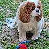 Vanina a rejoint le concours — aidez-le/la à gagner de superbes lots ! dog, cavalier_king_charles_spaniel, puppy, pet, outdoor, grass, garden, sitting, floppy_ears, long_hair, white_and_brown, portrait, looking_at_camera, dog_toy, rope_toy, rubber_ball, playful, animal, furry, natural_light