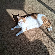 Mimi is registered to the contest to win money with this photo: cat, orange_and_white, pet, animal, lying_down, carpet, indoor, sunlight, shadow, relaxed, staring, green_eyes, whiskers, ears, paws, tail, fur, home, floor, portrait