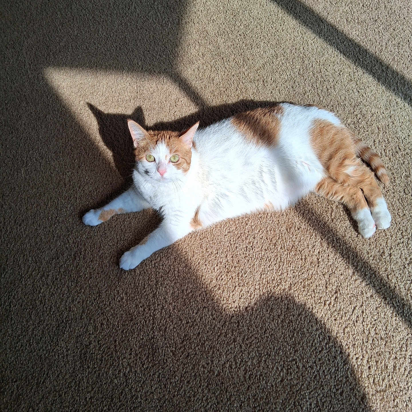 Mimi
