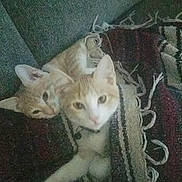 Mischief joined the competition — help win amazing prizes! cat, cats, blanket, fringe, cozy, couch, furniture, indoor, pet, snuggling, sleepy, orange_cat, white_cat, domestic_cat, resting, cute, animal, two_animals, fur, relaxing
