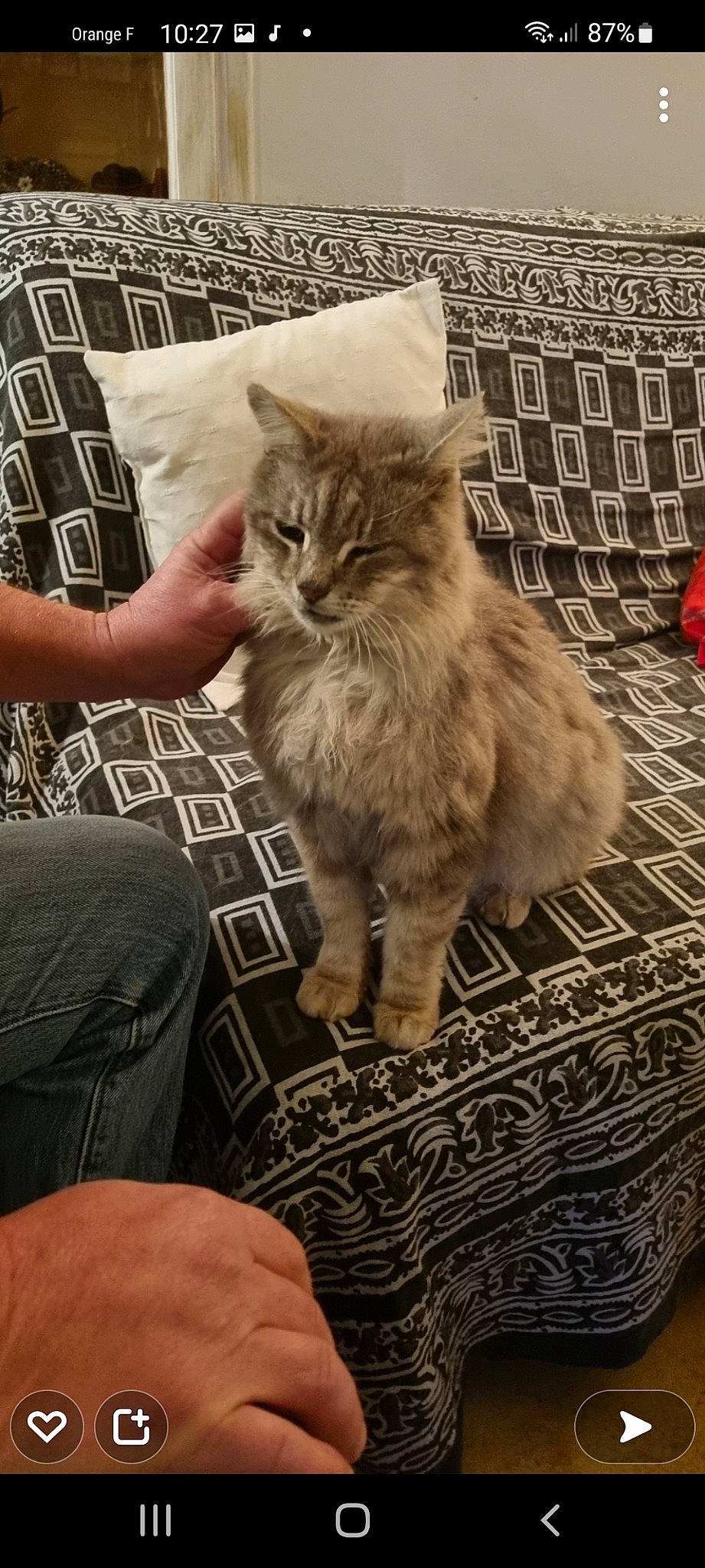 Titi participe au concours pour gagner de l'argent avec cette photo : box, british_longhair, carnivore, cat, claw, domestic_short_haired_cat, fawn, felidae, flooring, fur, grey, paw, plant, road_surface, sitting, small_to_medium_sized_cats, snout, tail, terrestrial_animal, whiskers