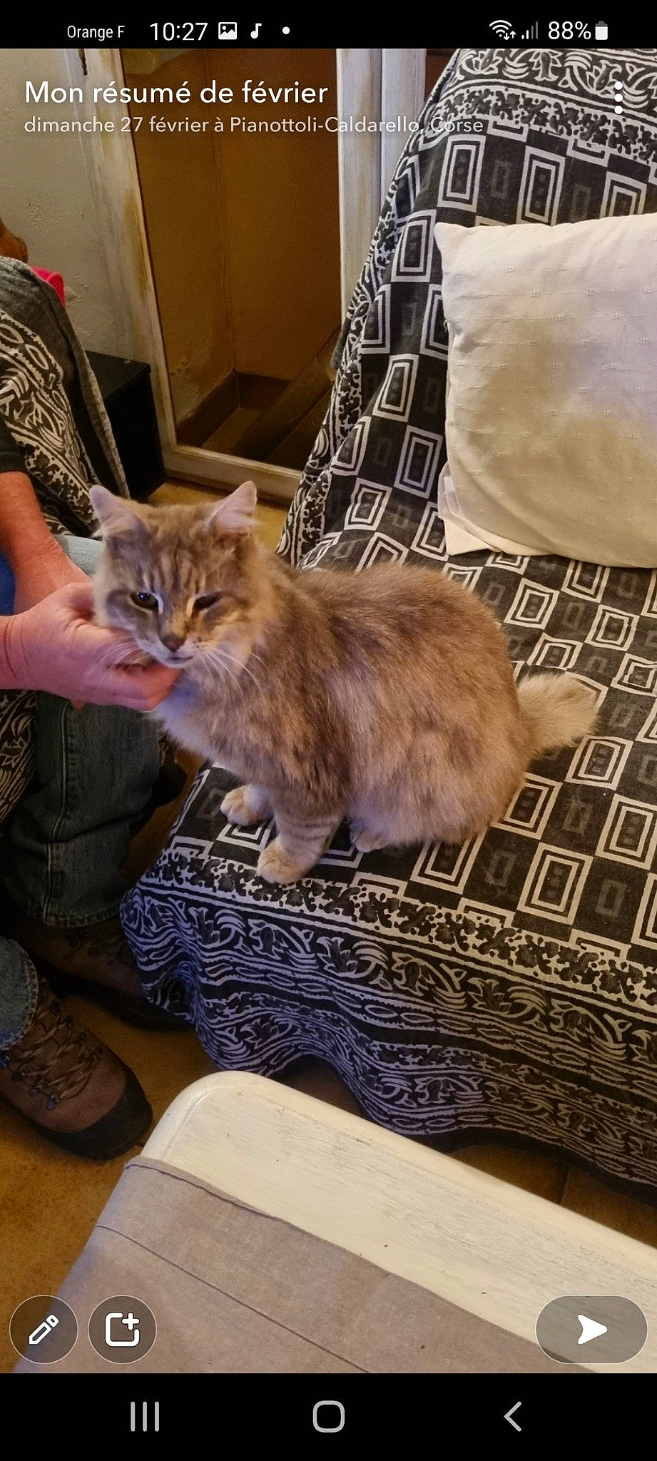 Titi a rejoint le concours — aidez-le/la à gagner de superbes lots ! british_longhair, carnivore, cat, chair, claw, comfort, domestic_short_haired_cat, fawn, felidae, floor, flooring, fur, hardwood, lap, plant, small_to_medium_sized_cats, tail, textile, whiskers, wood