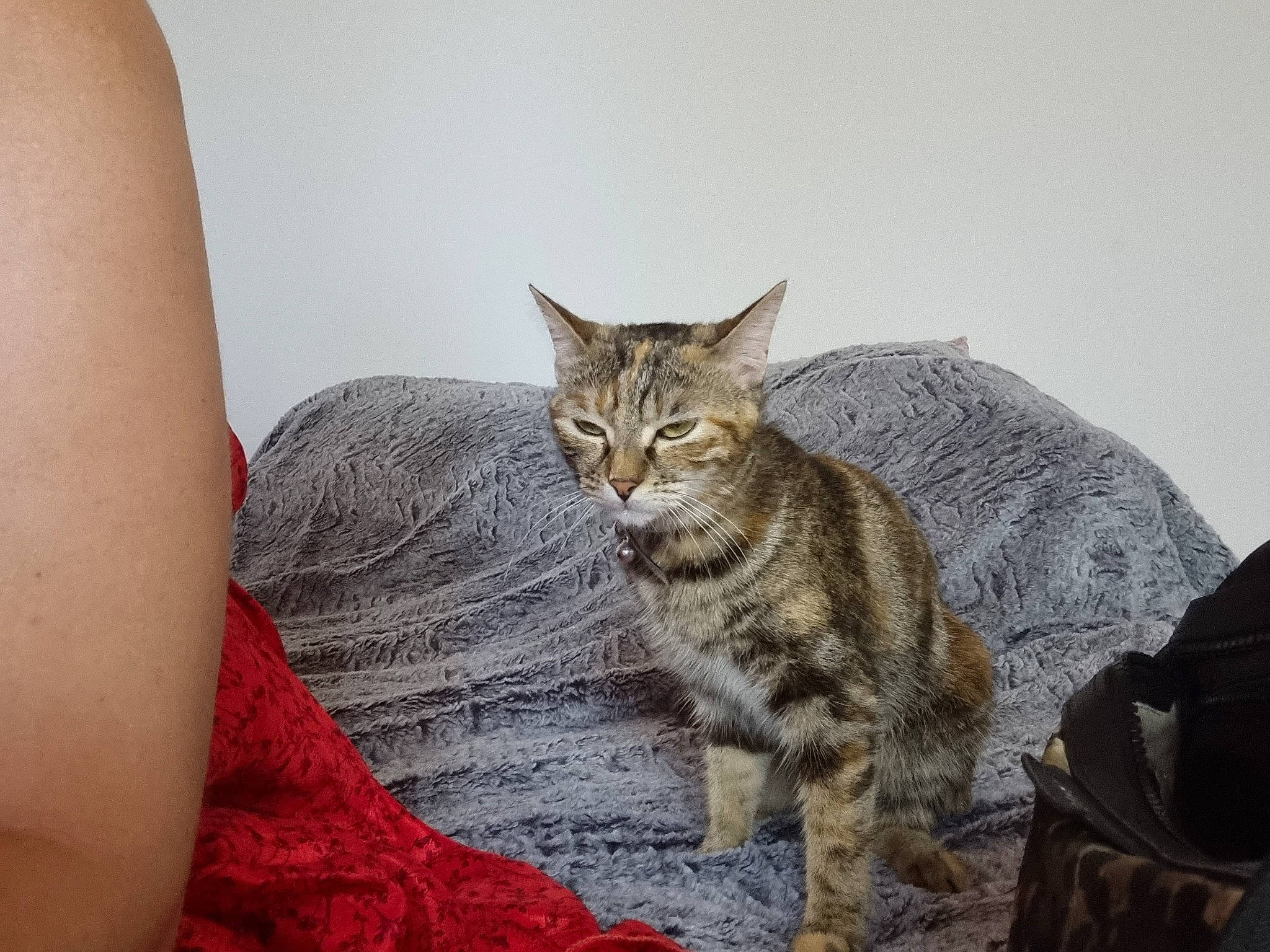 Daenerys a rejoint le concours — aidez-le/la à gagner de superbes lots ! carnivore, cat, comfort, domestic_short_haired_cat, elbow, felidae, fur, grey, paw, sitting, small_to_medium_sized_cats, snout, tail, terrestrial_animal, whiskers