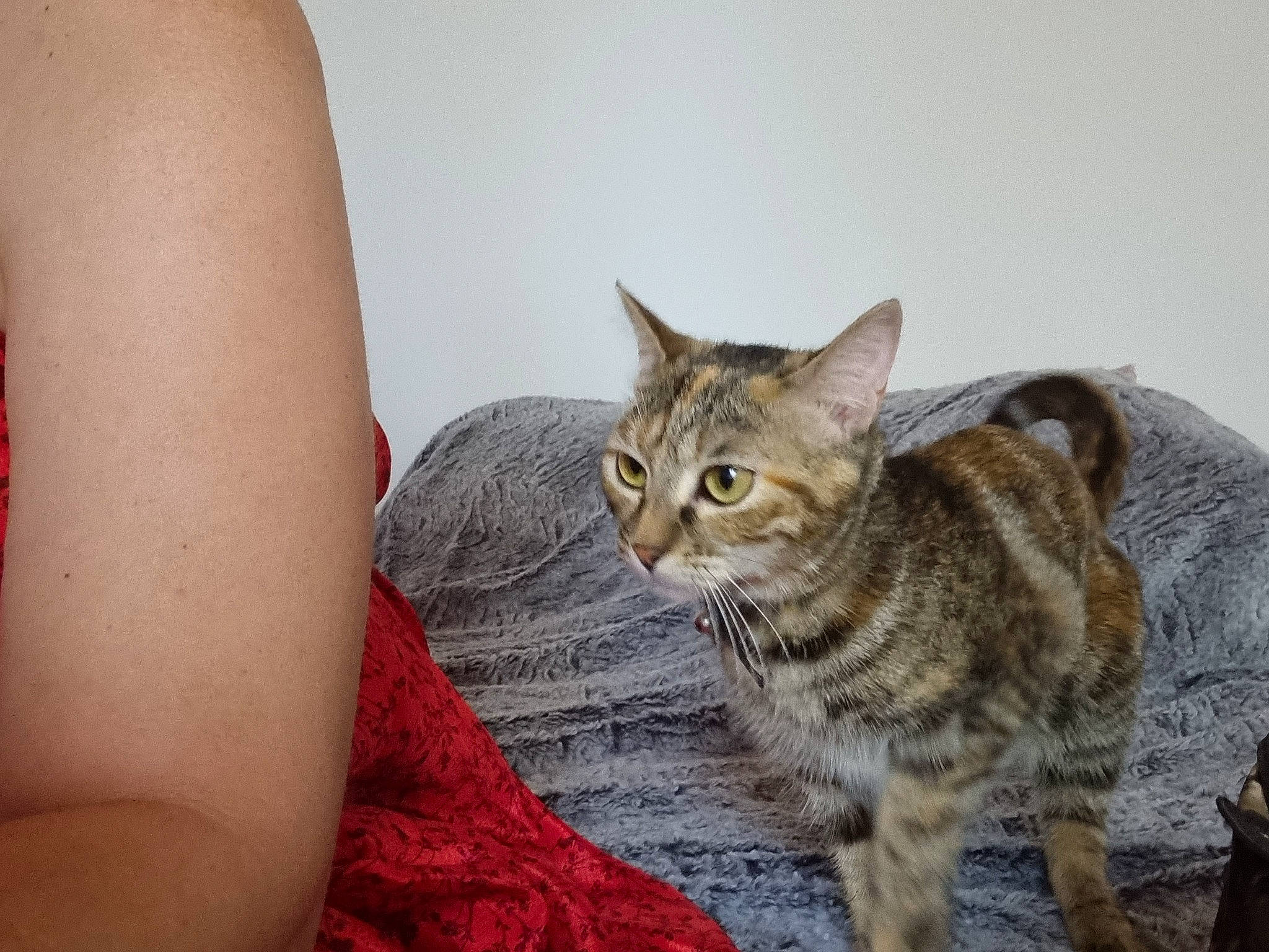Daenerys a rejoint le concours — aidez-le/la à gagner de superbes lots ! carnivore, cat, comfort, domestic_short_haired_cat, elbow, felidae, fur, gesture, human_leg, paw, sitting, small_to_medium_sized_cats, snout, tail, terrestrial_animal, thigh, whiskers, wildlife