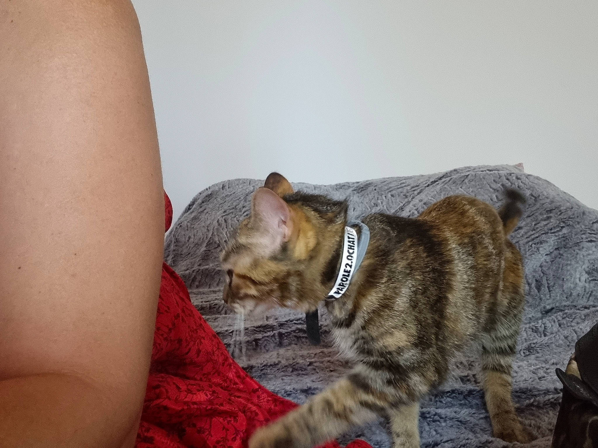 Daenerys a rejoint le concours — aidez-le/la à gagner de superbes lots ! canidae, carnivore, cat, claw, comfort, couch, dog_breed, domestic_short_haired_cat, elbow, felidae, fur, human_leg, paw, sitting, small_to_medium_sized_cats, sporting_group, tail, terrestrial_animal, thigh, whiskers