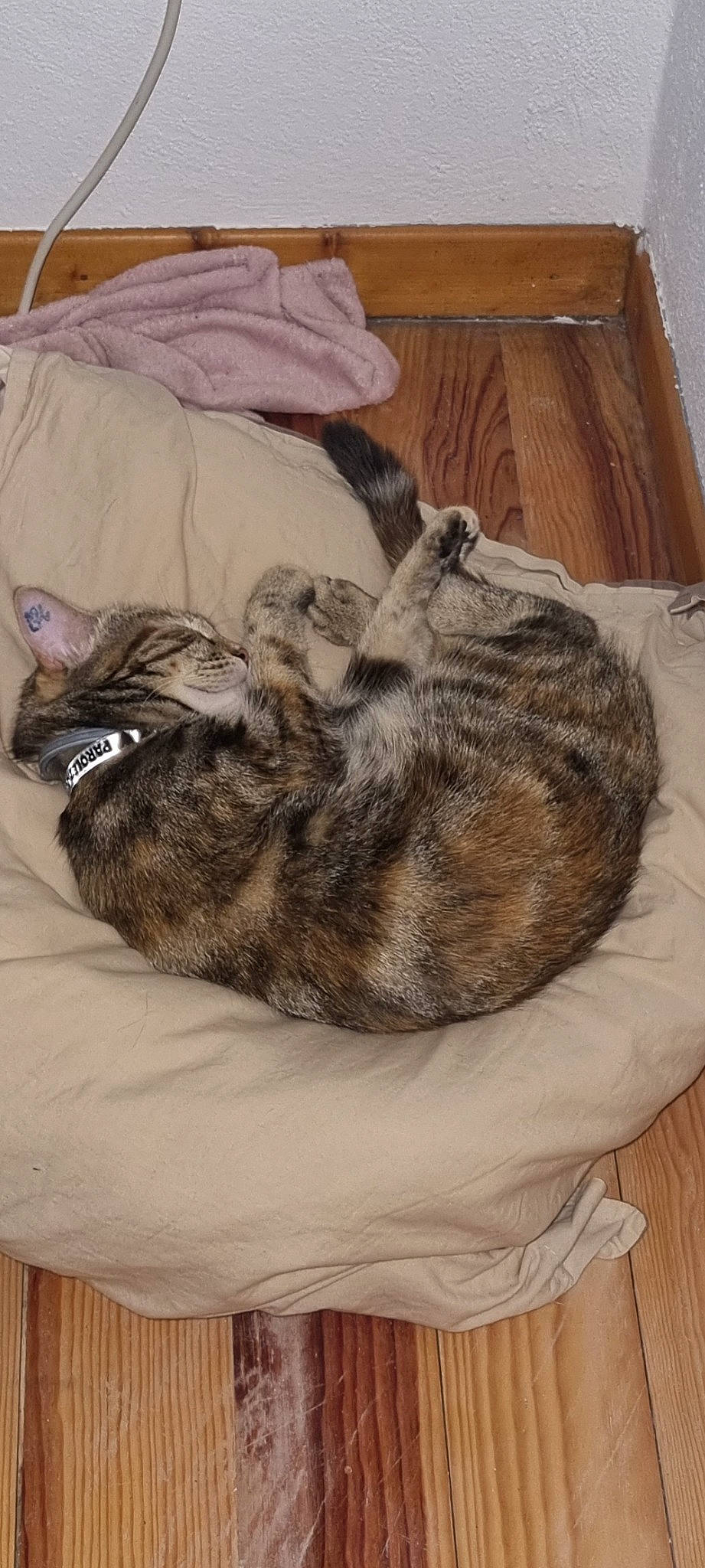 Daenerys participe au concours pour gagner de l'argent avec cette photo : bag, carnivore, cat, comfort, domestic_short_haired_cat, fawn, felidae, fur, grey, hardwood, luggage_and_bags, mammal, nap, small_to_medium_sized_cats, snout, tail, terrestrial_animal, vertebrate, whiskers, wood