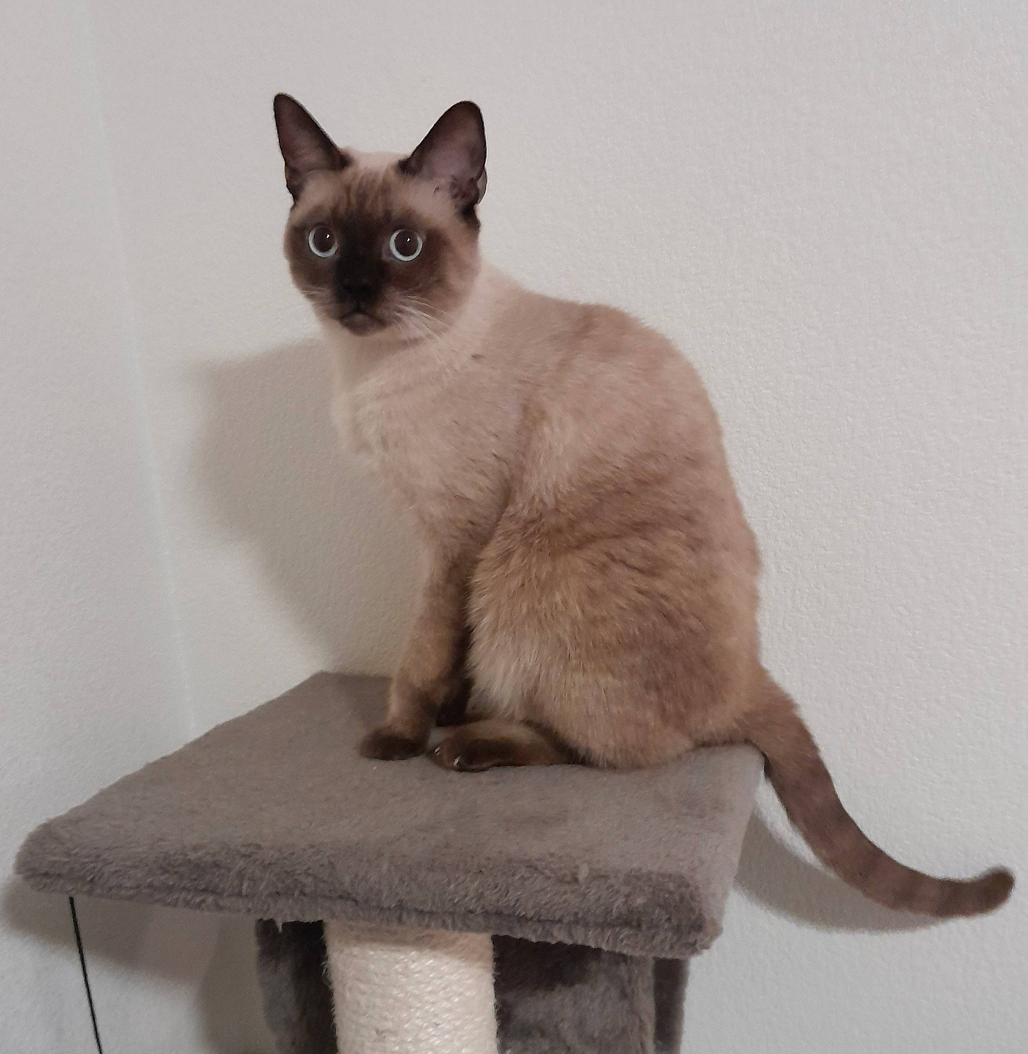 Zorro a rejoint le concours — aidez-le/la à gagner de superbes lots ! carnivore, cat, comfort, fawn, felidae, foot, fur, paw, pet_supply, rectangle, siamese, sitting, small_to_medium_sized_cats, tail, terrestrial_animal, whiskers