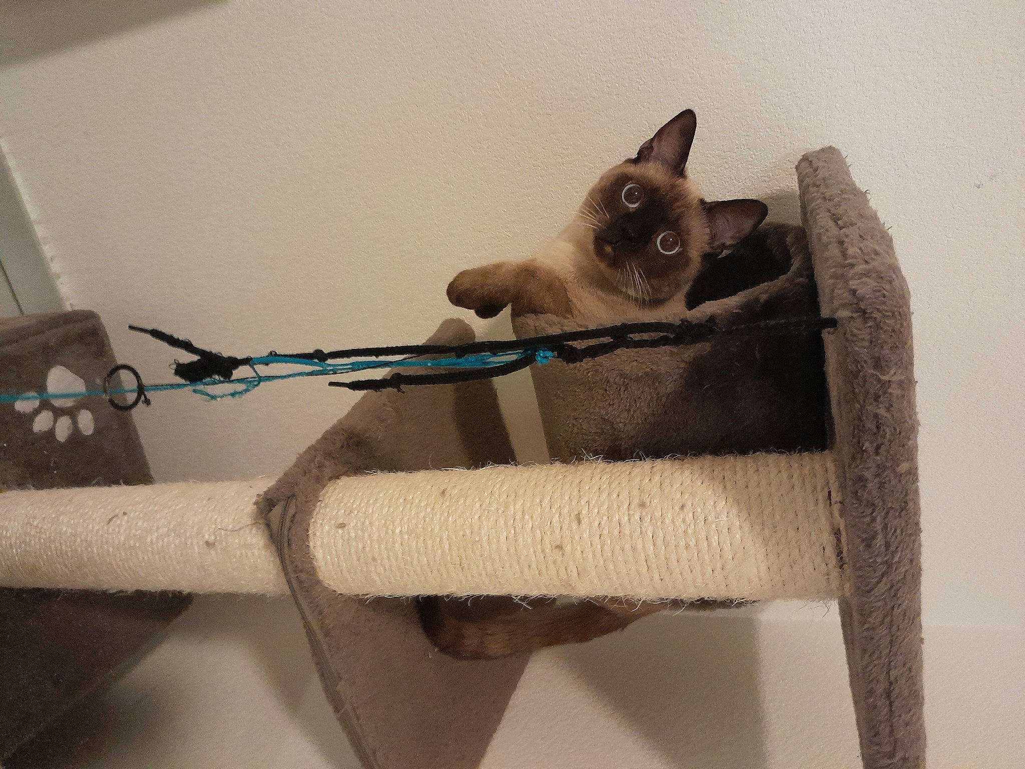 Zorro participe au concours pour gagner de l'argent avec cette photo : balinese, carnivore, cat, cat_bed, cat_supply, comfort, creative_arts, fawn, felidae, fur, grey, pet_supply, siamese, small_to_medium_sized_cats, snout, tail, terrestrial_animal, whiskers, wood