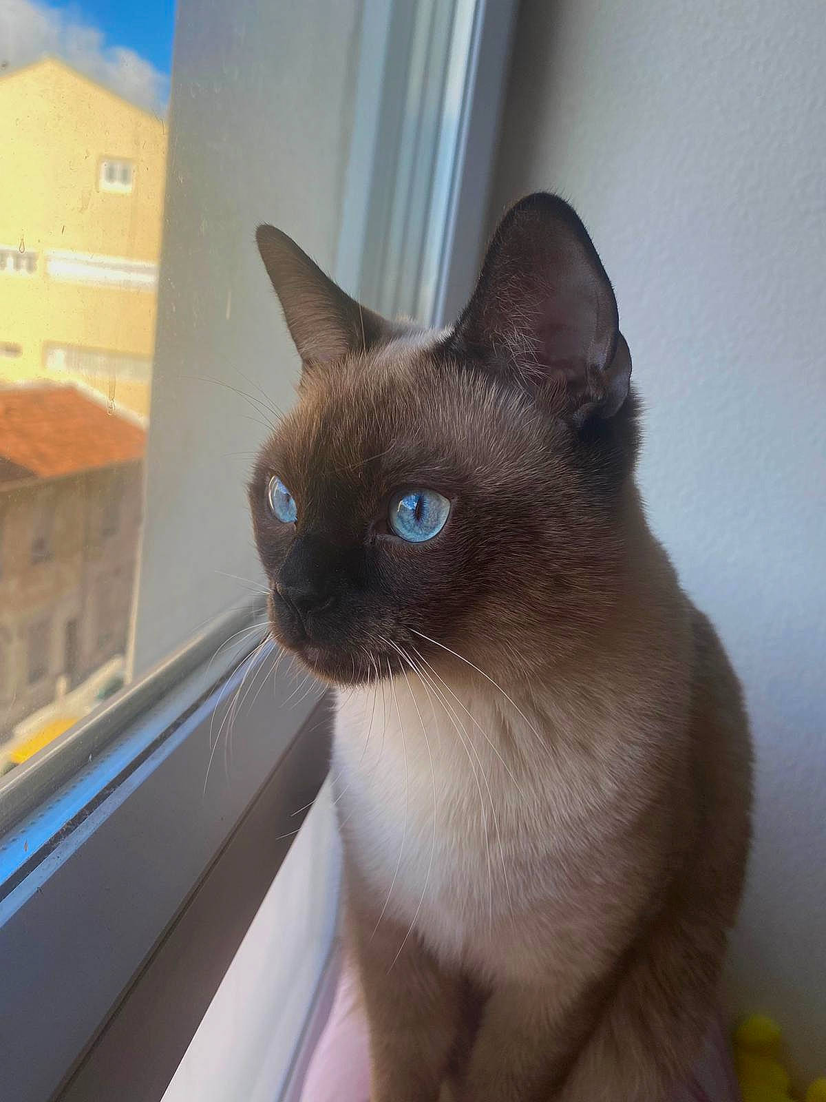 Zorro participe au concours pour gagner de l'argent avec cette photo : carnivore, cat, domestic_short_haired_cat, fawn, felidae, fixture, fur, iris, pet_supply, siamese, small_to_medium_sized_cats, snout, tail, terrestrial_animal, whiskers, window