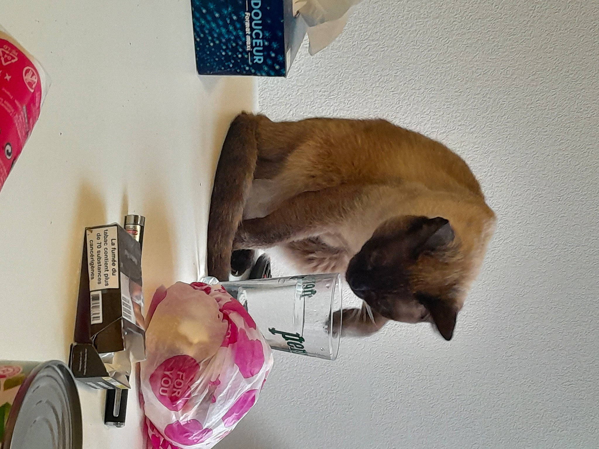 Zorro participe au concours pour gagner de l'argent avec cette photo : balinese, carnivore, cat, comfort, domestic_short_haired_cat, fawn, felidae, fur, magenta, nap, paw, room, siamese, small_to_medium_sized_cats, tail, thai, tonkinese, whiskers