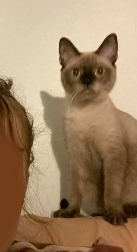 Zorro a rejoint le concours — aidez-le/la à gagner de superbes lots ! balinese, birman, carnivore, cat, domestic_short_haired_cat, ear, fawn, felidae, fur, iris, no_expression, siamese, small_to_medium_sized_cats, snout, tail, thai, whiskers