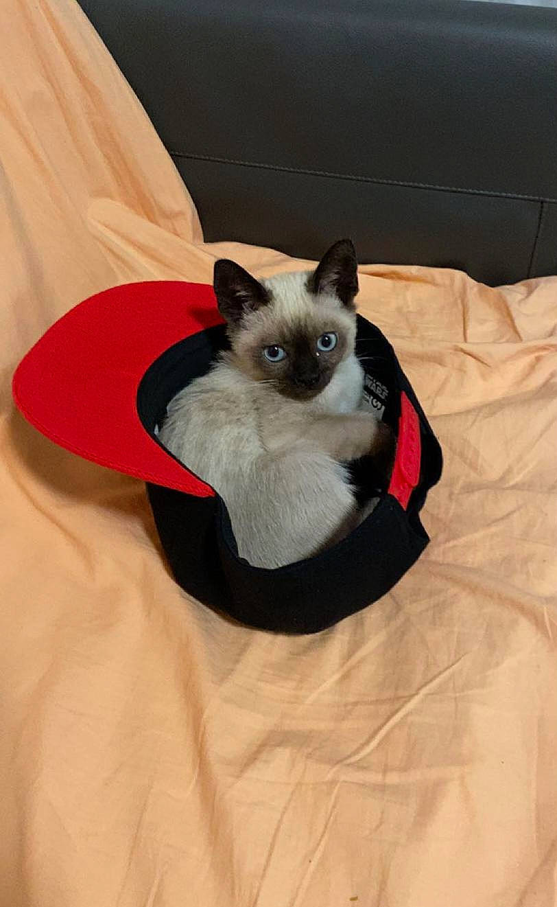 Zorro participe au concours pour gagner de l'argent avec cette photo : bag, balinese, birman, carnivore, cat, cat_bed, cat_supply, comfort, fawn, felidae, fur, linens, pet_supply, siamese, small_to_medium_sized_cats, snout, tail, terrestrial_animal, whiskers