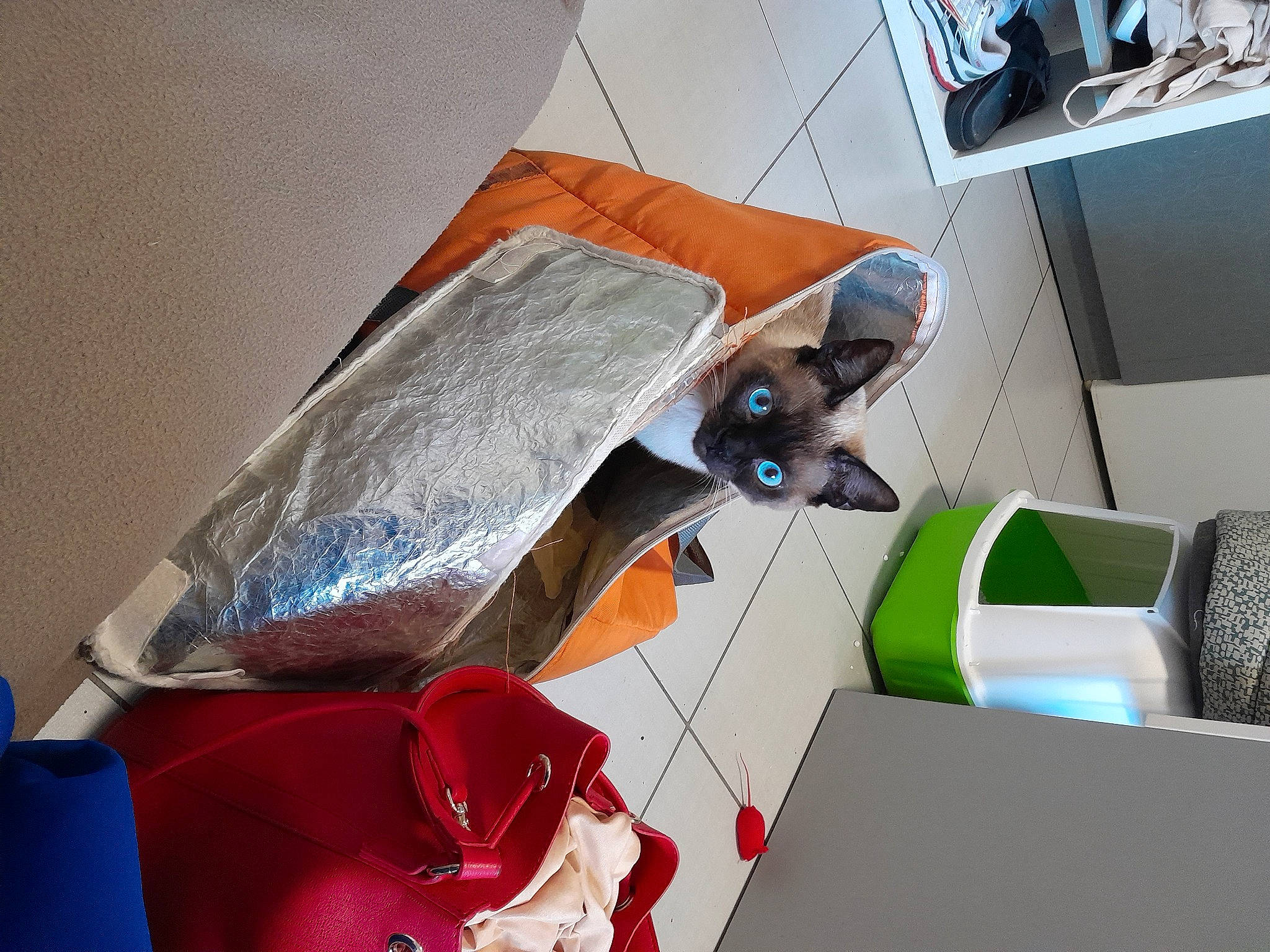 Zorro a rejoint le concours — aidez-le/la à gagner de superbes lots ! automotive_design, carmine, cat, comfort, felidae, household_supply, paper, paper_product, plastic, room, siamese, small_to_medium_sized_cats, tail