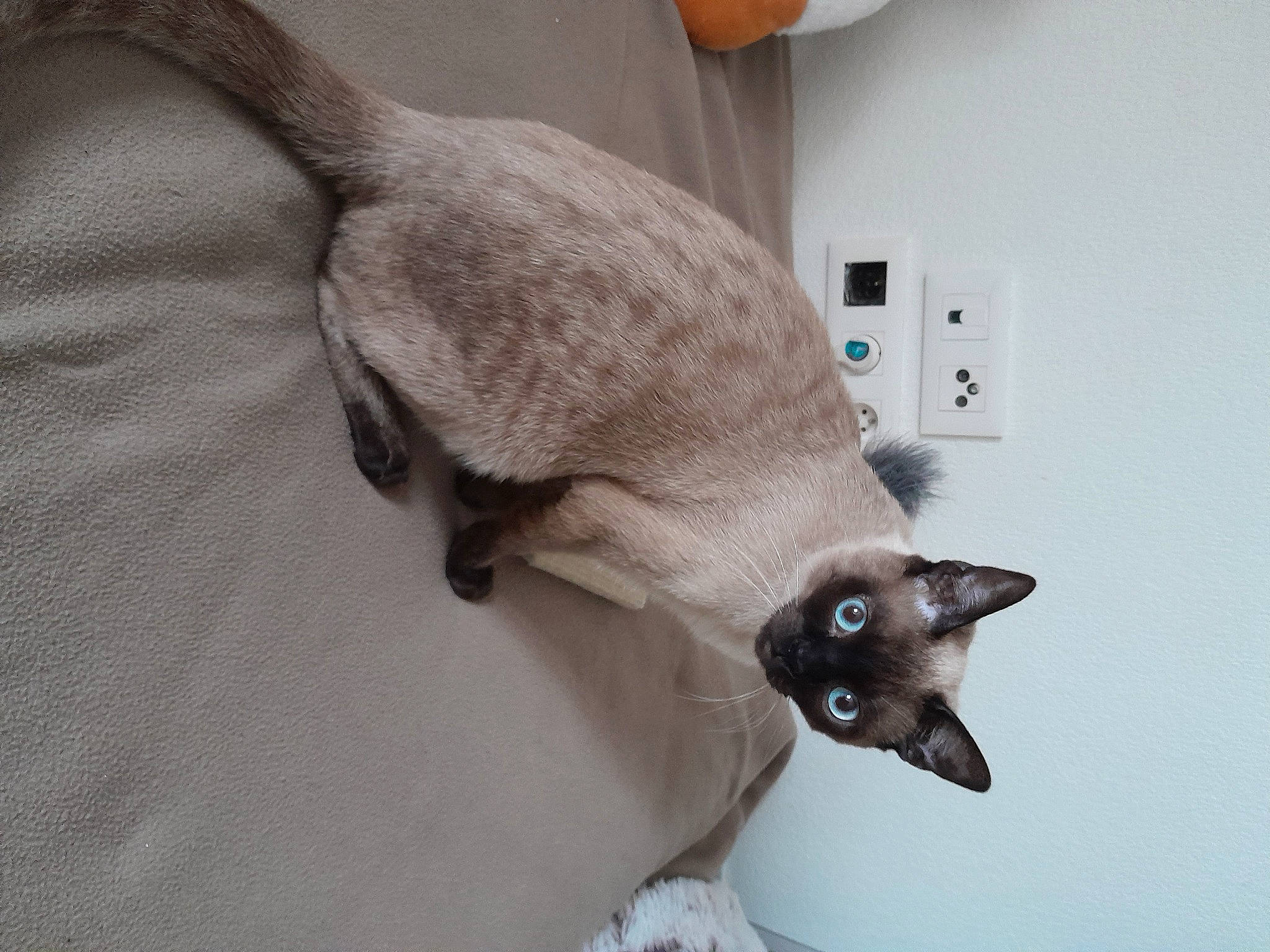 Zozo a rejoint le concours — aidez-le/la à gagner de superbes lots ! carnivore, cat, claw, domestic_short_haired_cat, fawn, felidae, flooring, fur, mammal, pet_supply, siamese, small_to_medium_sized_cats, tail, terrestrial_animal, thai, wall_plate, whiskers