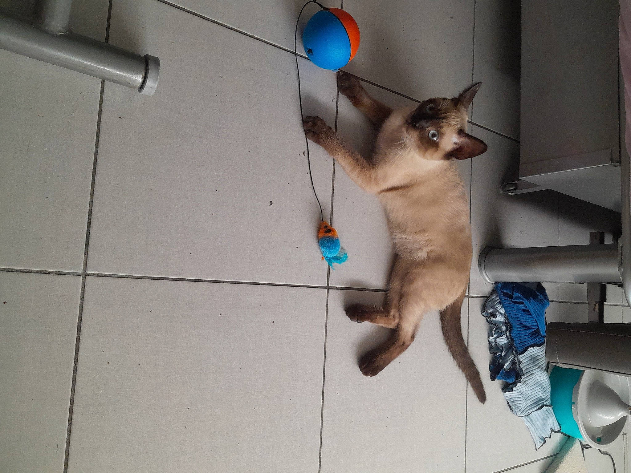 Zozo a rejoint le concours — aidez-le/la à gagner de superbes lots ! balinese, blue, carnivore, cat, collar, companion_dog, dog_breed, domestic_short_haired_cat, fawn, felidae, floor, flooring, fur, paw, siamese, small_to_medium_sized_cats, snout, tail, thai, whiskers