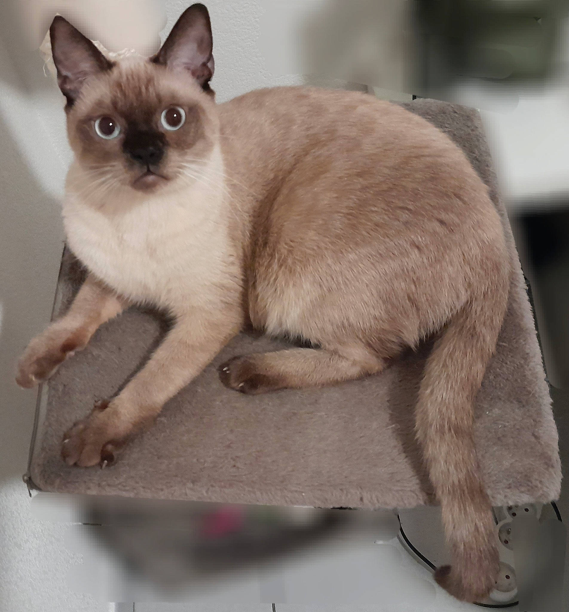 Zozo participe au concours pour gagner de l'argent avec cette photo : balance, carnivore, cat, claw, comfort, curious, domestic_short_haired_cat, fawn, felidae, foot, fur, paw, pet_supply, siamese, small_to_medium_sized_cats, tail, terrestrial_animal, whiskers