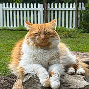 Larry is registered to the contest to win money with this photo: cat, orange_cat, white_cat, fluffy, relaxed, outdoor, rock, grass, fence, garden, nature, sunny, pet, animal, mammal, whiskers, paws, sleeping, peaceful, backyard