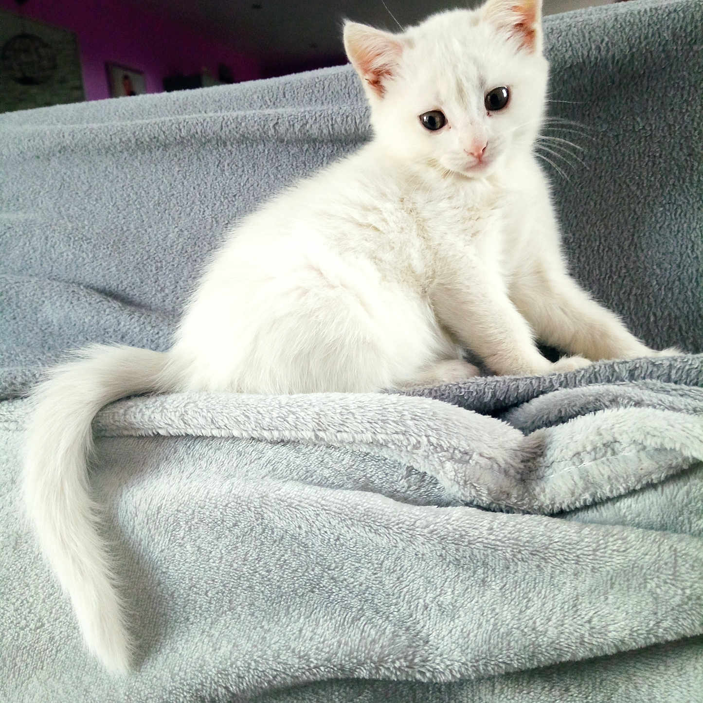 Wendy a rejoint le concours — aidez-le/la à gagner de superbes lots ! abyssinian, angora, animal, blanket, cat, couch, furniture, homedecor, kitten, linen, manx, pet, quilt, siamese, towel, white