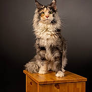Vaïna a rejoint le concours — aidez-le/la à gagner de superbes lots ! cat, fluffy, portrait, indoor, wooden_pedestal, feline, animal, pet, long_hair, sitting, studio, gray_background, tabby, orange, white, ears, whiskers, eyes, fur, majestic