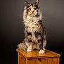cat, fluffy, portrait, indoor, wooden_pedestal, feline, animal, pet, long_hair, sitting, studio, gray_background, tabby, orange, white, ears, whiskers, eyes, fur, majestic