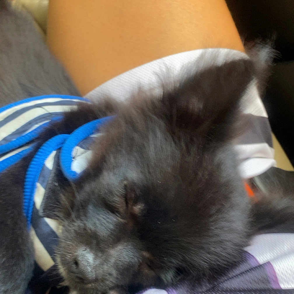 Zayko a rejoint le concours — aidez-le/la à gagner de superbes lots ! adorable, animal, black_fur, closeup, companion, cozy, cute, dog, fur, harness, indoor, lap, pet, puppy, relaxing, resting, sleeping, soft, striped, young