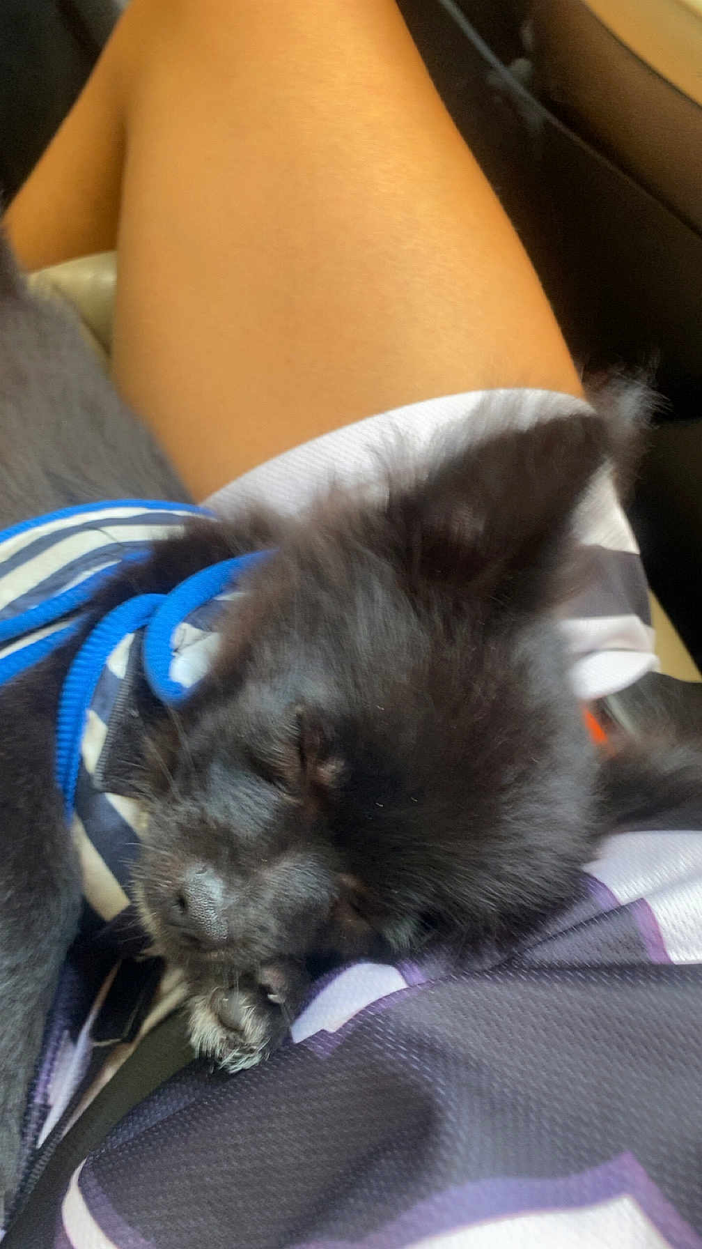Zayko a rejoint le concours — aidez-le/la à gagner de superbes lots ! puppy, dog, sleeping, black_fur, pet, lap, harness, striped, cozy, closeup, indoor, resting, cute, animal, young, fur, companion, relaxing, soft, adorable