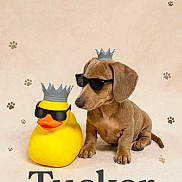 Tucker joined the competition — help win amazing prizes! animal, brown, companion, costume, crown, dachshund, dog, funny, paw_prints, pet, portrait, posed, poster, royal, rubber_duck, studio, sunglasses, text, toy, yellow