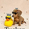 animal, brown, companion, costume, crown, dachshund, dog, funny, paw_prints, pet, portrait, posed, poster, royal, rubber_duck, studio, sunglasses, text, toy, yellow