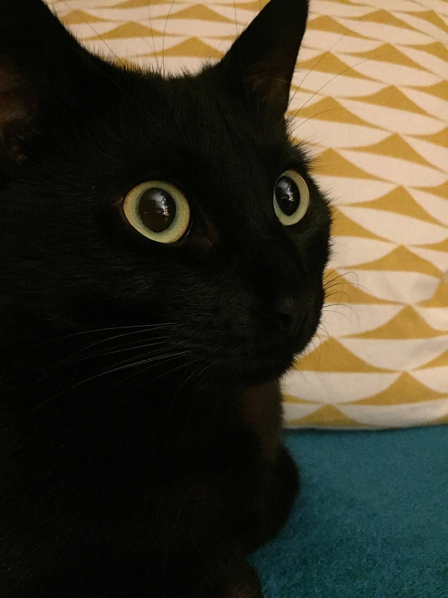 Gaby participe au concours pour gagner de l'argent avec cette photo : black_cat, carnivore, cat, comfort, domestic_short_haired_cat, electric_blue, felidae, fur, iris, small_to_medium_sized_cats, snout, terrestrial_animal, whiskers