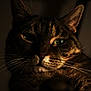 cat, tabby, close_up, whiskers, green_eyes, face, pet, animal, fur, portrait, low_light, shadow, indoor, mammal, cute, feline, expression, nose, ear, dark_background