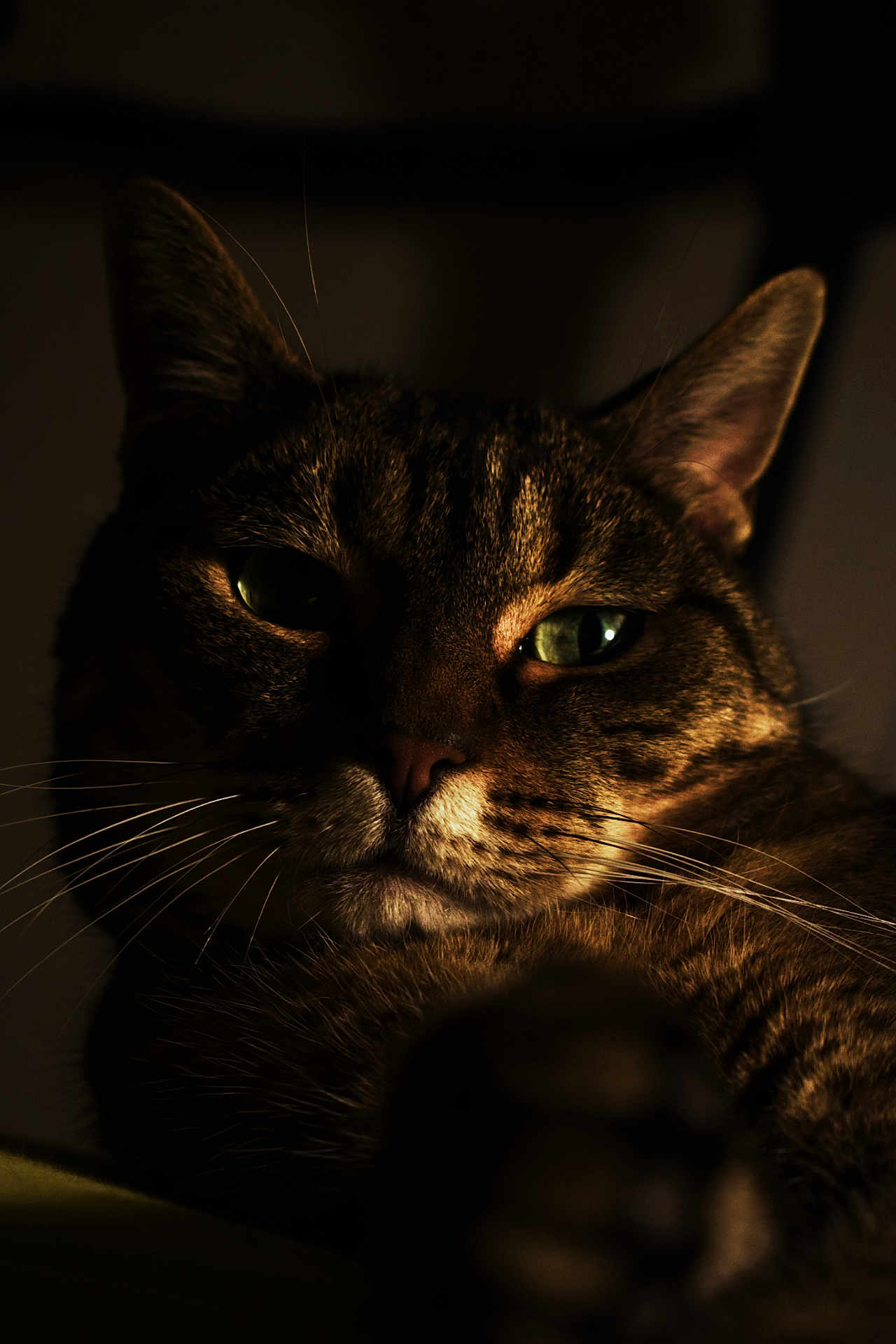 Pepito