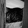 cat, tabby, animal, pet, closeup, black_and_white, wood, curious, peeking, eyes, whiskers, feline, resting, indoor, texture, soft, quiet, shadow, contrast, portrait