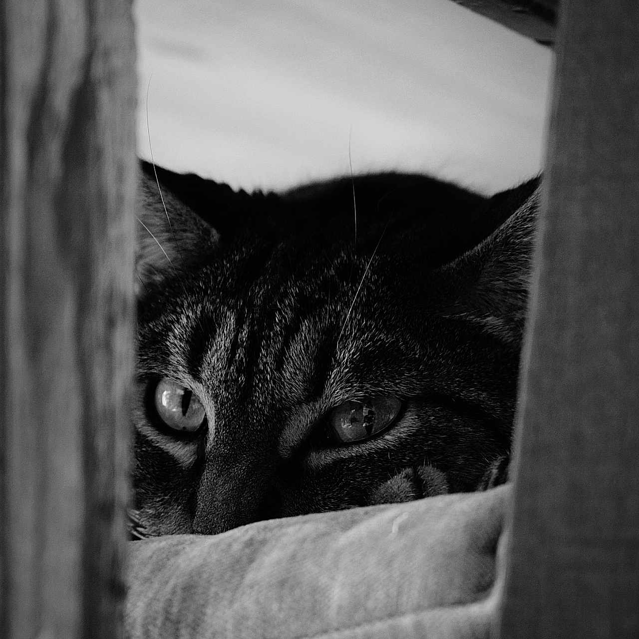Pepitoo participe au concours pour gagner de l'argent avec cette photo : animal, black_and_white, cat, closeup, contrast, curious, eyes, feline, indoor, peeking, pet, portrait, quiet, resting, shadow, soft, tabby, texture, whiskers, wood