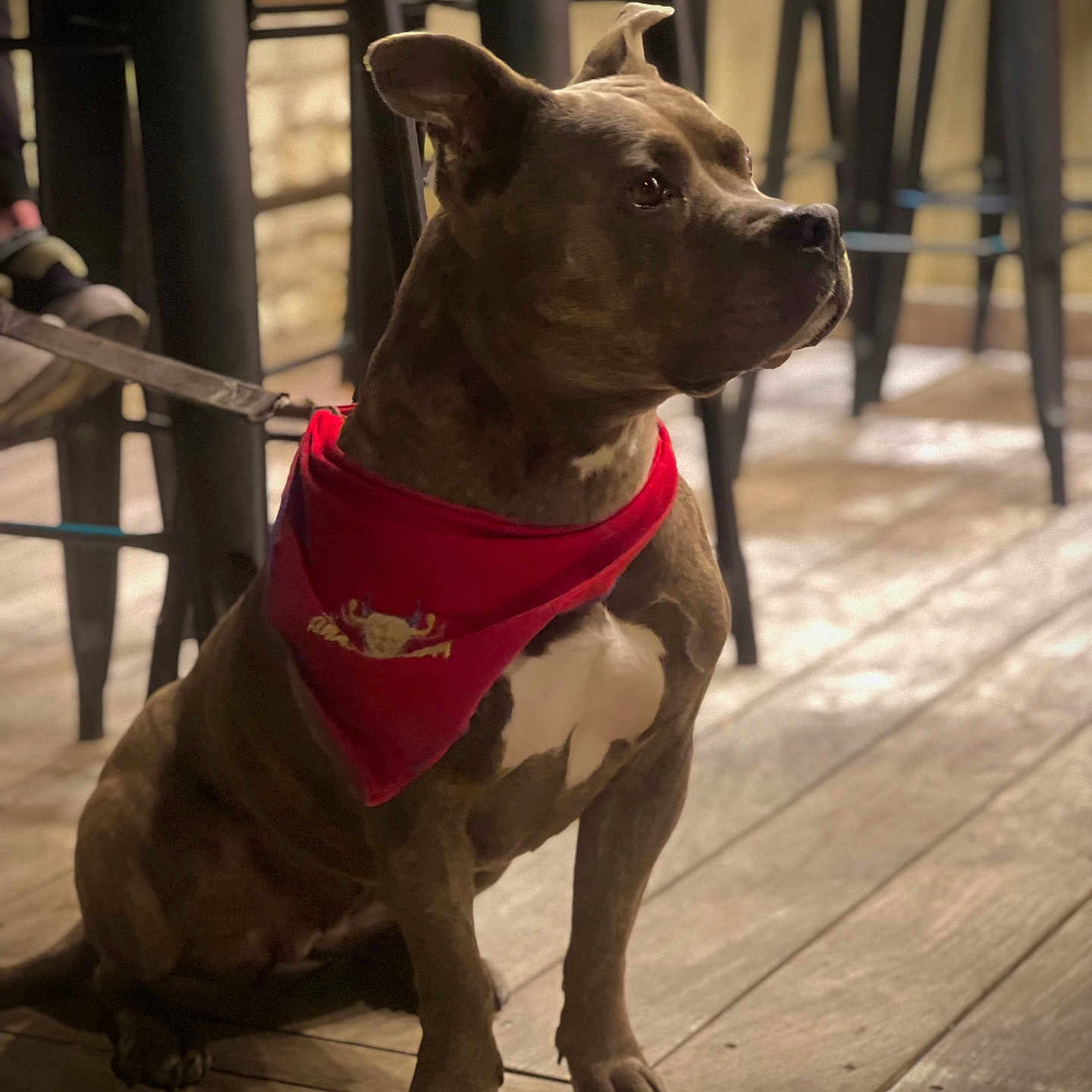 Nasty participe au concours pour gagner de l'argent avec cette photo : animal, bandana, bar_stools, brown_dog, calm, canine, dog, domestic_animal, ears_up, flooring, focused, furniture, indoor, leash, looking_away, pet, red_accessory, side_profile, sitting, wooden_floor