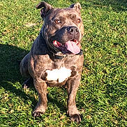 Nasty participe au concours pour gagner de l'argent avec cette photo : dog, brindle, tongue_out, grass, outdoor, sunlight, pet, canine, happy, sitting, collar, animal, nature, playful, summer, mammal, friendly, cute, companion, shadow