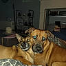 dog, pets, indoor, bed, blanket, cozy, snuggle, animal, canine, furniture, person, phone, flash, room, decor, couch, resting, brown_dog, patterned_blanket, sleepy