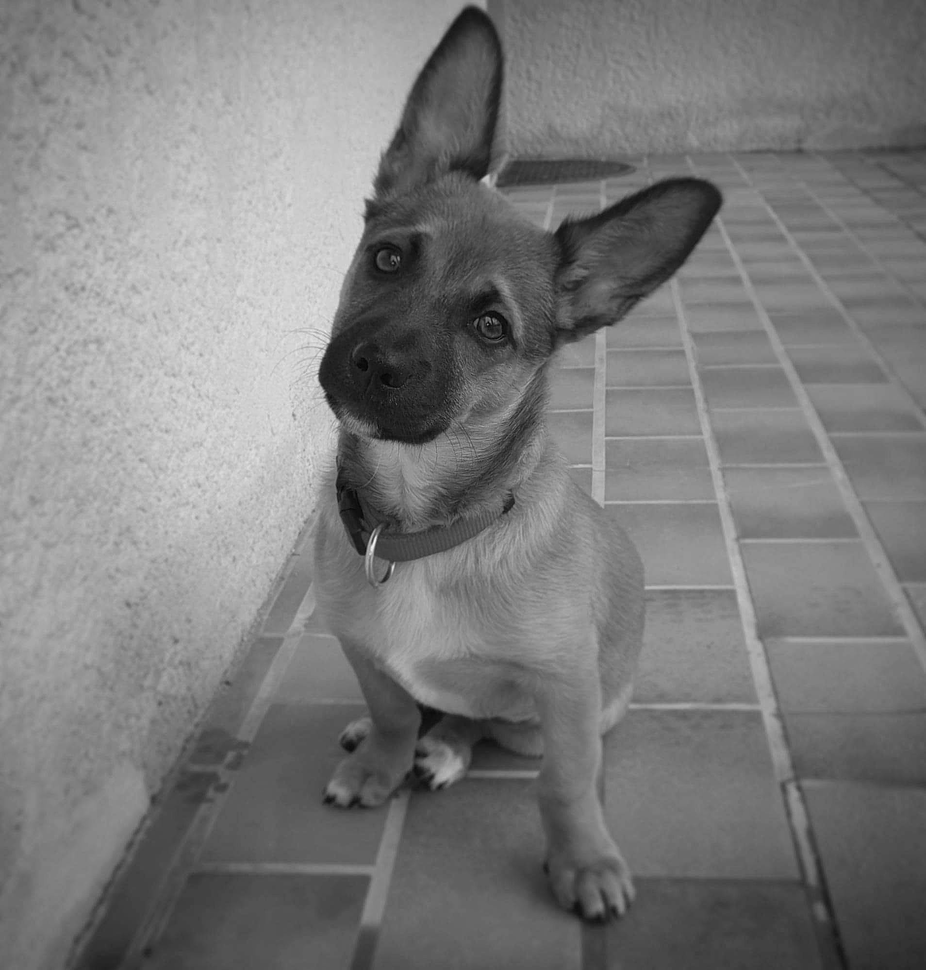 Ruby a rejoint le concours — aidez-le/la à gagner de superbes lots ! black, black_and_white, carnivore, chihuahua, companion_dog, dog, dog_breed, dog_supply, ear, fawn, grey, head, monochrome, monochrome_photography, snout, style, toy_dog, whiskers, white, working_animal