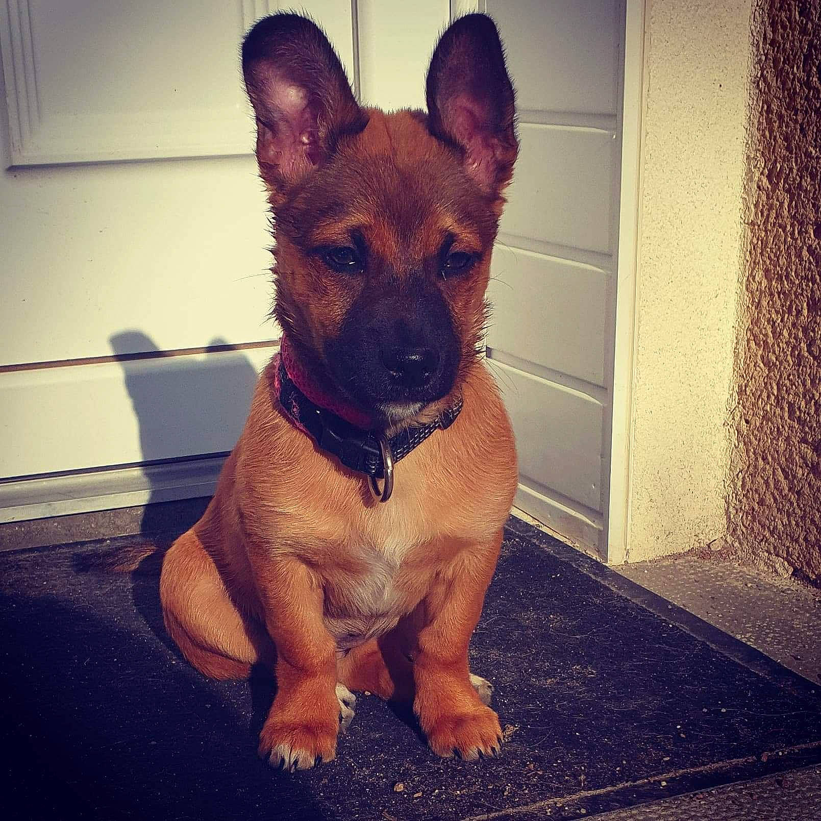 Ruby a rejoint le concours — aidez-le/la à gagner de superbes lots ! brown, canidae, carnivore, collar, companion_dog, dog, dog_breed, dog_collar, dog_supply, fawn, floor, flooring, liver, non_sporting_group, pet_supply, snout, sporting_group, working_animal, working_dog