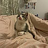 Olivia is registered to the contest to win money with this photo: kitten, cat, pet, bed, blanket, curtains, indoor, feline, cute, animal, small, young, domestic, fur, whiskers, pink_nose, cozy, decor, wall, photo