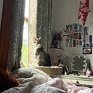 Olivia is registered to the contest to win money with this photo: cat, window, curtains, bed, bedding, cat_tree, photos, mirror, makeup, ornaments, star, flower_pattern, indoor, furniture, decor, sunlight, personal_space, cozy, pet, curious