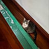 Olivia joined the competition — help win amazing prizes! cat, tabby_cat, indoor, wooden_floor, green_object, curious, pet, animal, floor, wall, baseboard, looking_up, domestic_cat, striped, feline, sitting, brown, white, gray, cozy