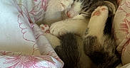 Olivia is registered to the contest to win money with this photo: kitten, sleeping, cat, paw, fur, blanket, floral_pattern, cozy, cute, pet, animal, indoor, resting, soft, snuggling, small, pink, white, fur_pattern, relaxation